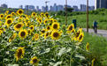 超出片！成都环城生态区向日葵迎盛花期，快来打卡