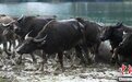 四川蓬安上演“百牛渡江”生态奇观