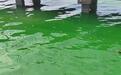 江苏一湖泊水体发绿似油漆，当地回应