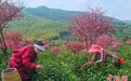 江苏最大茶叶产区春茶开采 擦亮“阳羡茶”金字招牌