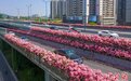 浙江杭州开启“走花路上班”模式 215万株月季装点城市高架