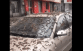 美媒称中国遭“虫雨”袭击，仔细一看是杨树花