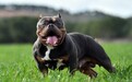 屡伤人命！英国拟禁大型恶霸犬，苏纳克称该犬种“对社区构成威胁”