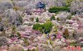 南京明孝陵梅花山姹紫嫣红迎来最佳观赏期