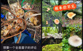 成都青龙湖现“捡菌热”，有人凌晨组团开捡，专家提醒