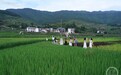 稻田景观引客来 乡村旅游受青睐