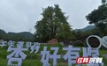 我们村“象”未来丨去桐子坳古银杏林听一曲千年版的“寂静森林”