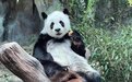 旅泰大熊猫“林惠”死因公布 动脉硬化伴栓塞致多器官功能衰竭死亡