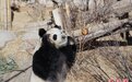 青藏高原大熊猫尽享美味“下午茶”