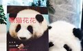 顶流大熊猫“花花”出书了：多幅美图见证它的网红之路