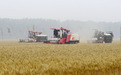 “烂场雨”打乱河南部分地区小麦成熟收获节奏，对小麦价格有何影响？