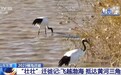 飞越渤海 抵达黄河三角洲 实地追踪丹顶鹤“壮壮”迁徙轨迹→