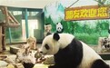 “网红”大熊猫喜乐今天十岁了