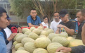 这个夏天，伽师瓜与大湾区市民共赴甜蜜之约