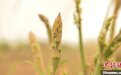 新疆麦盖提“沙漠芦笋”首年丰产 特色种植为乡村振兴助力