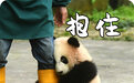 我的大熊猫表情包分你一点