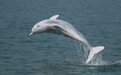 除了ChatGPT AI还被用来保护濒危白海豚