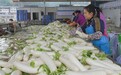 宜宾叙州：岷江蔬菜产业园800亩白萝卜喜获丰收