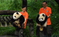 重庆动物园为大熊猫“渝可”“渝爱”举行周岁生日会