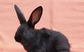 科技观察｜成为我国首个具有自主知识产权的黑色肉兔，天府黑兔凭什么？