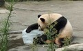 熊猫“渝宝”抱冰降温 动物们散热还有哪些招儿？