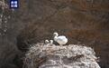 祁连山国家公园盐池湾保护区首次记录到“鸟中大熊猫”黑鹳繁殖