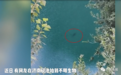 济南一水域出现“神秘黑影”、“恐怖生物”？他们下潜去看了看