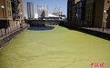 浮萍泛滥 英国伦敦泰晤士河部分水域变“绿”了