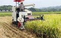 星光农机研发打造再生水稻收获机，为农业生产提速提供助力