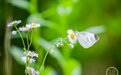 花开时节蝶飞舞