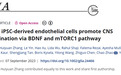 顾雨春团队合作揭示iPSC来源内皮细胞移植通过BDNF介导mTORC1通路促进中枢神经系统（CNS）髓鞘再生