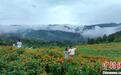 重庆酉阳：乡村花海迎客来