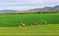 呼和浩特：优质饲草获丰收