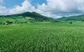 黑龙江林口：鲜食玉米产业助力乡村振兴