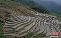 广西龙胜：龙脊开耕节 千层天梯闹“开耕”