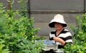 辽宁庄河：蓝莓喜变乡村振兴“致富果”
