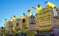 两三周前40元每斤，如今不到30元！金枕榴莲大降价了，个头大的不超200元