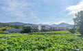 走进江西石城大畲村 背靠青山荷池环绕秀美如画