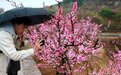 山东肥城十万亩桃花进入盛花期 民众雨中赏花