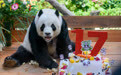 旅马来西亚一对大熊猫“兴兴”“靓靓”喜迎17岁生日