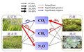 全球增温如何影响湿地碳“汇”？中科院团队研究发现功能大幅减弱