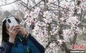 新疆英吉沙县17万亩杏花绽放，开启春季赏花游园季