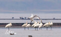 江西湖口：越冬候鸟抵达鄱阳湖湿地