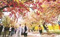牛栏山樱花盛放 16处场景等您体验