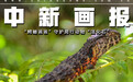 【图片故事】广东“鳄蜥爸爸”扎根南岭守护爬行动物“活化石”