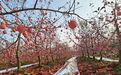 陕西白水：“青年突击队”助力苹果抢收