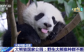 软萌可爱！一大波熊猫团子高萌影像来了