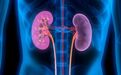 全球首个IgA肾病靶向药临床试验结果：可延缓50%肾功能下降