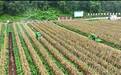 亩产651.1公斤 遂宁安居种植基地玉米产量丰收
