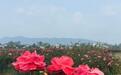 （乡村行·看振兴）河南内乡乡村特色种植的“三棵树”